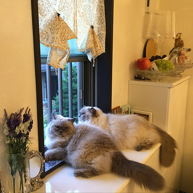 実例写真