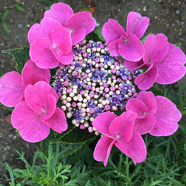 紫陽花のインテリア実例 - 2019-06-19 10:08:39