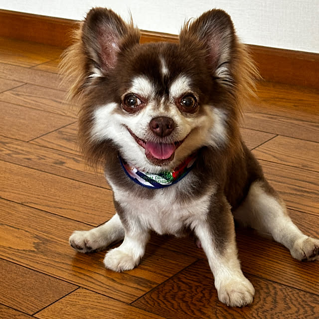 chIoeさんの部屋
