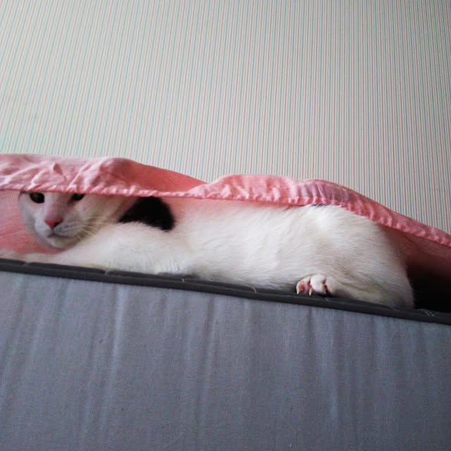 sakuraさんの実例写真