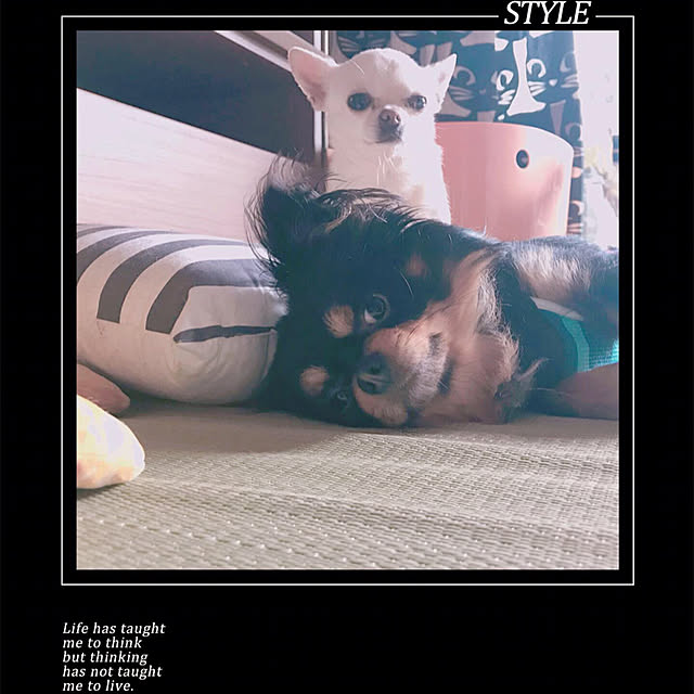SAKICHIさんの実例写真