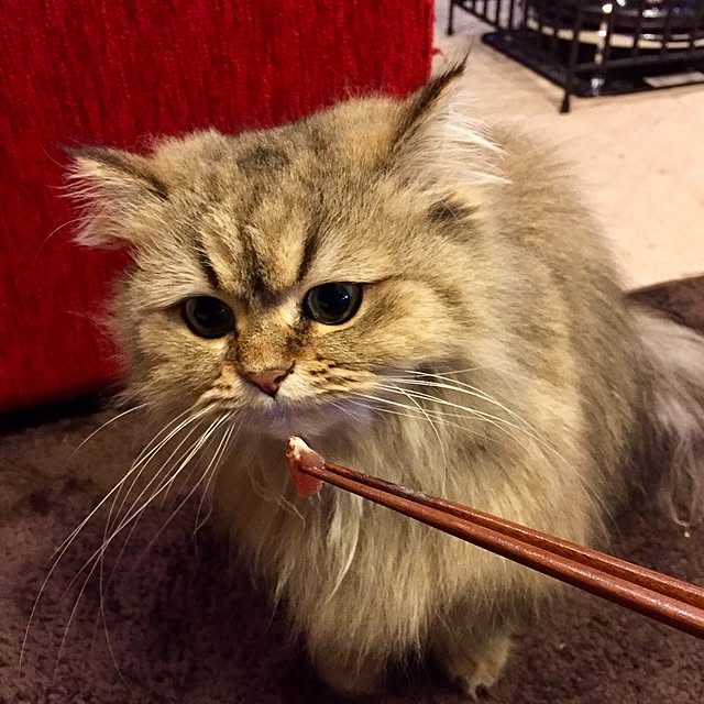 butachanさんの実例写真