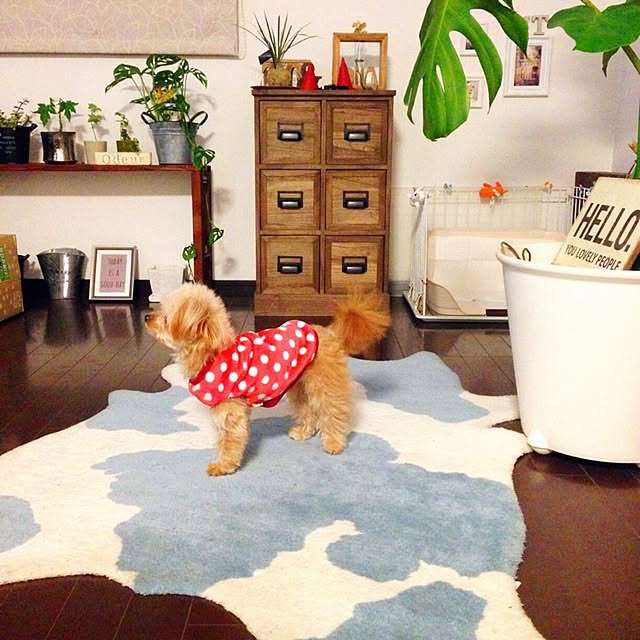risaさんの実例写真