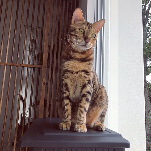 iranさんの実例写真