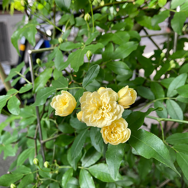 okkunさんの部屋