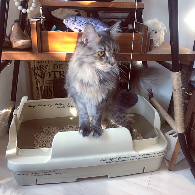 mayumiさんの実例写真