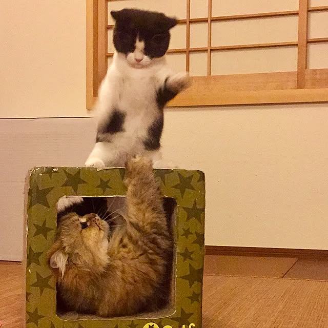 butachanさんの実例写真