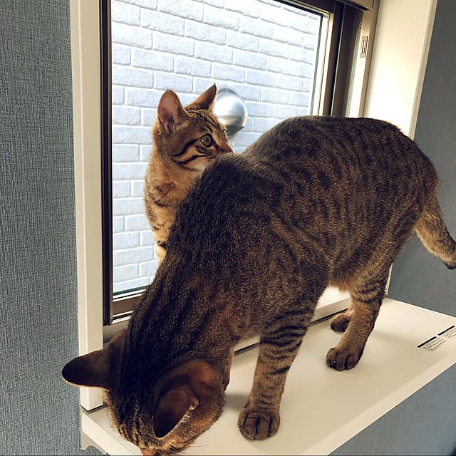 Tomcatさんの実例写真