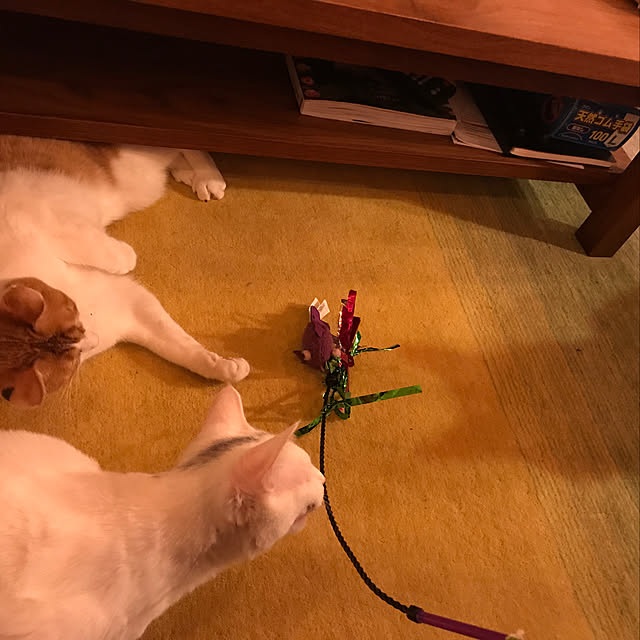 sakurasakuさんの実例写真