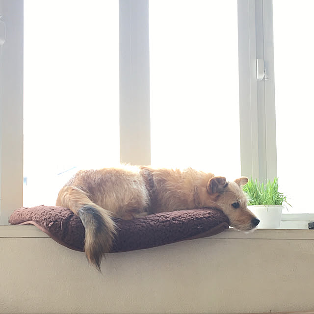 hamuhamuさんの実例写真