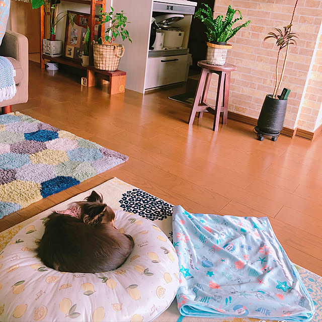 arinkoさんの実例写真