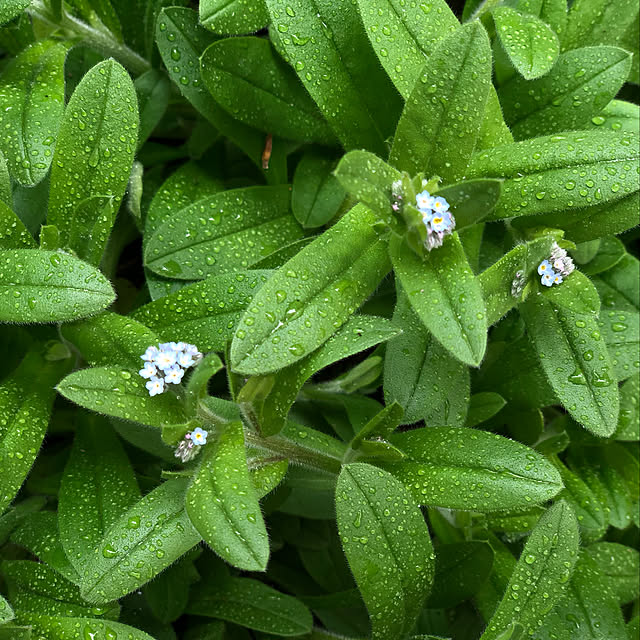 勿忘草/忘れな草/わすれな草/ガーデニング/花のある暮らし...などのインテリア実例 - 2022-04-18 17:05:00