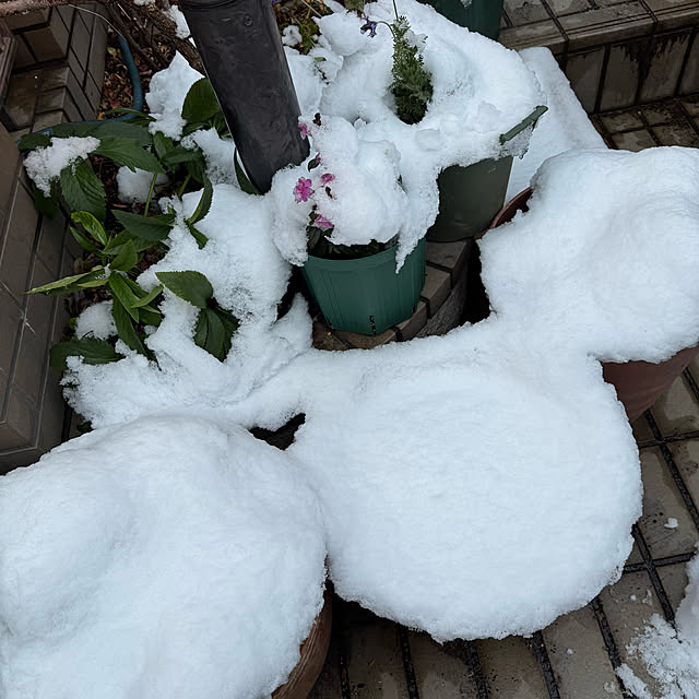 mamizaさんの部屋