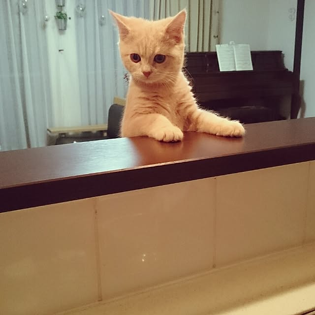 yukiさんの実例写真