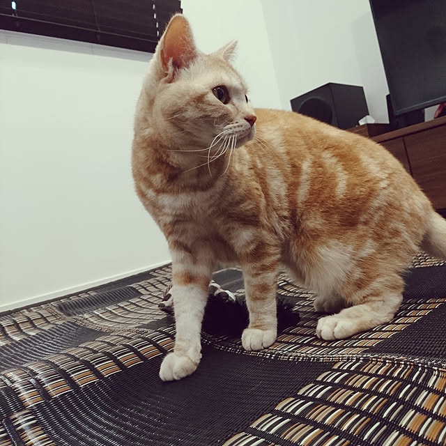 malmさんの実例写真