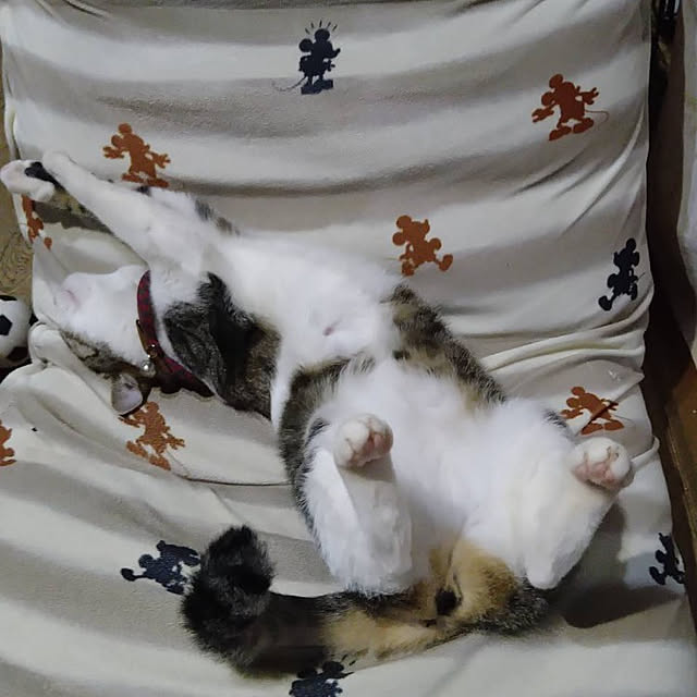sakai0531cさんの実例写真