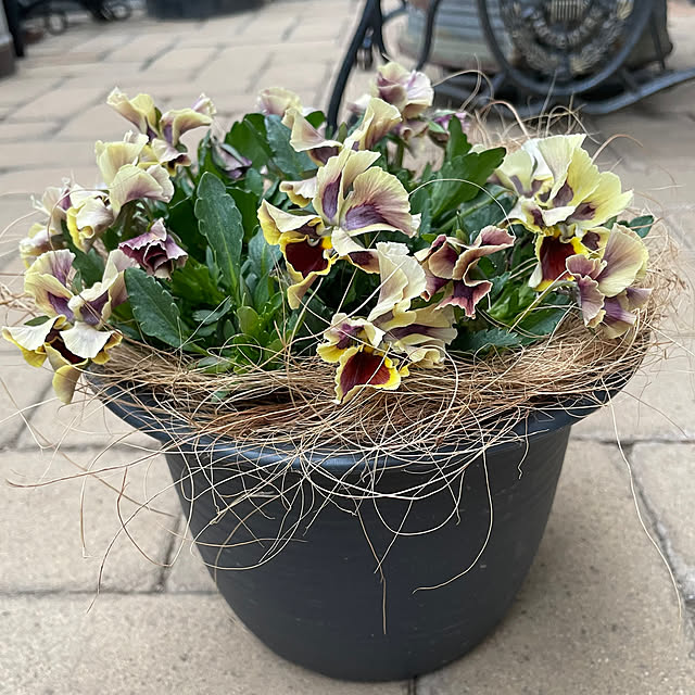 shiropenguinさんの部屋