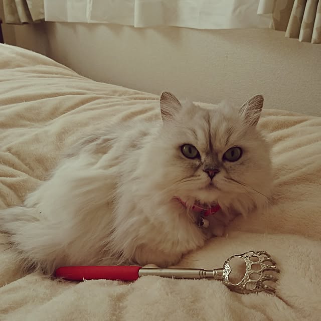 nyan5さんの実例写真