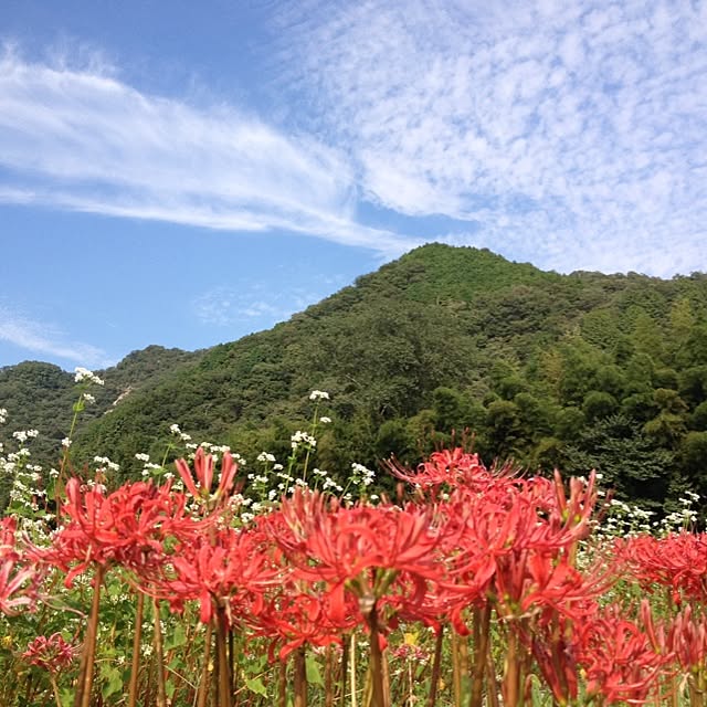 Kaoruさんの実例写真