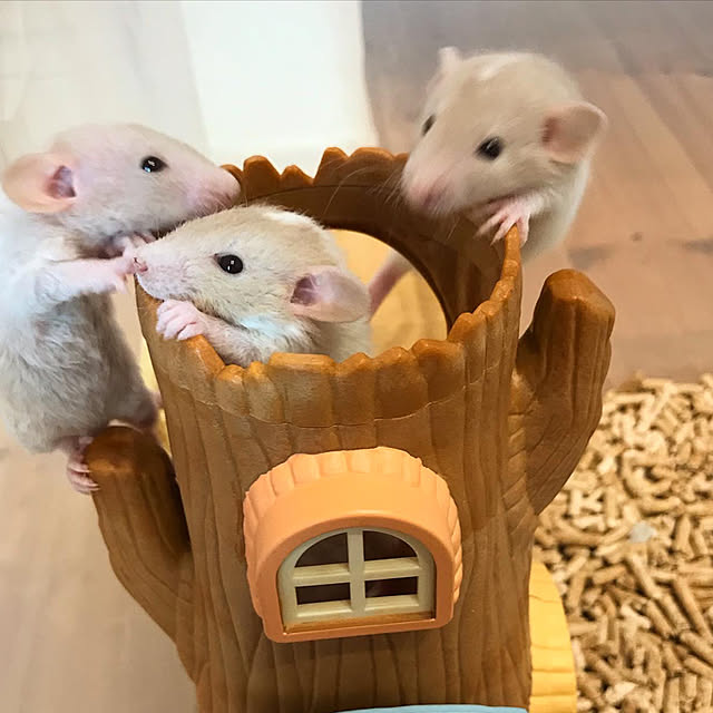 TOROさんの実例写真