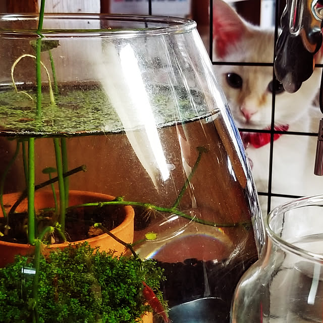2catさんの実例写真