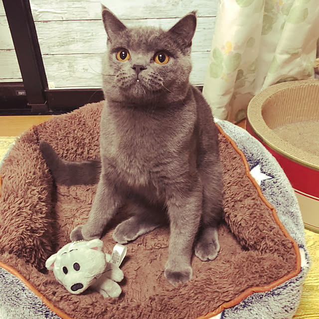 CATさんの実例写真
