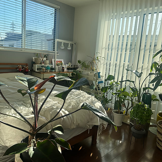 ベッド周り/バーチカルブラインド/観葉植物のある暮らし/観葉植物/LEDライト...などのインテリア実例 - 2024-12-29 20:07:33