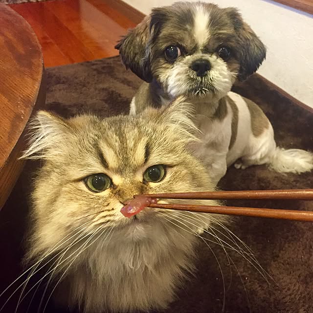 butachanさんの実例写真