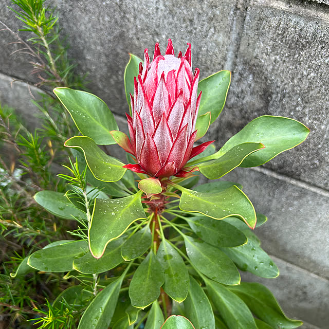 asさんの部屋