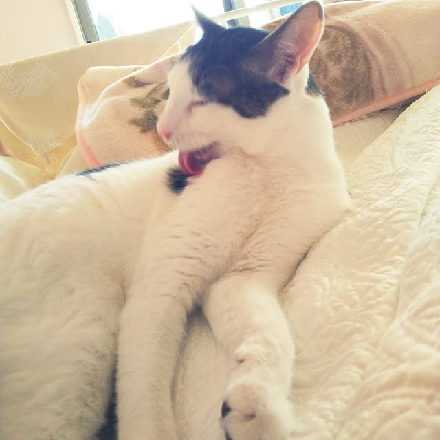sakuraさんの実例写真