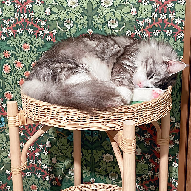 maicatloverさんの実例写真
