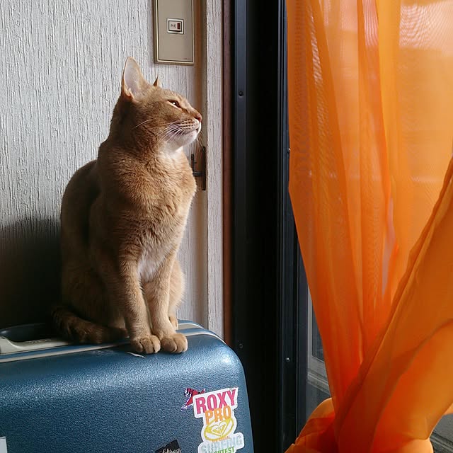 puuchan1004さんの実例写真