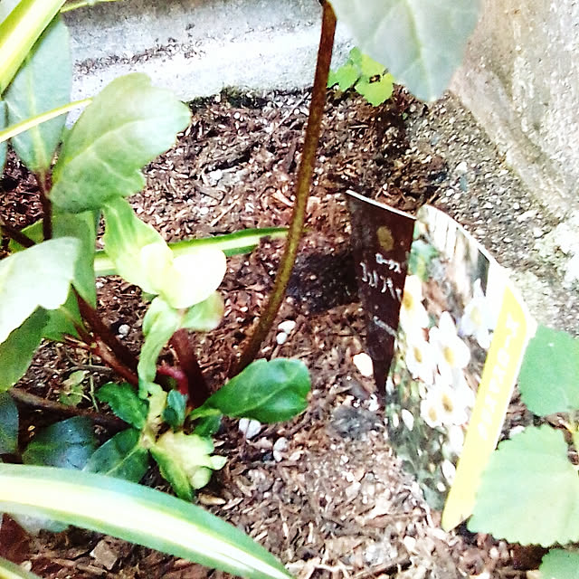 yoshikoさんの実例写真