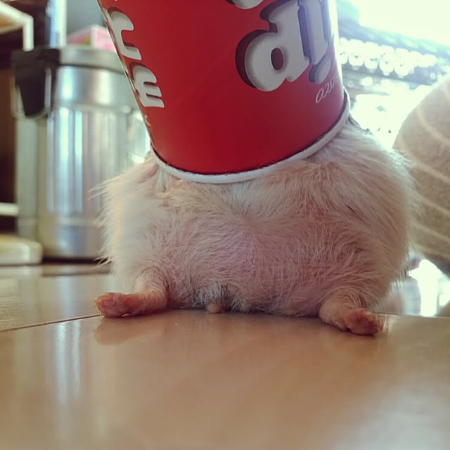 kuruさんの実例写真