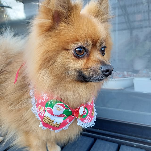 momoさんの実例写真