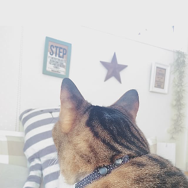 lovecatさんの実例写真