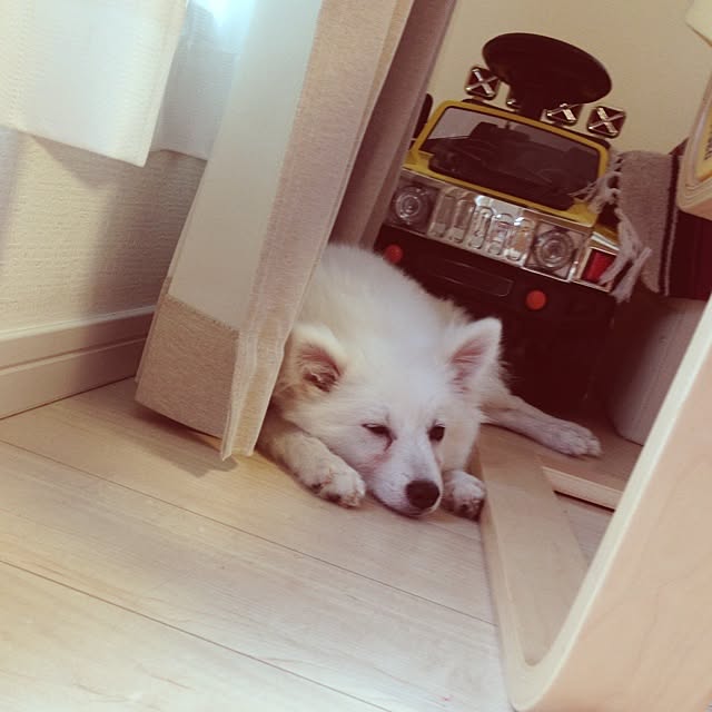 sce-27さんの実例写真