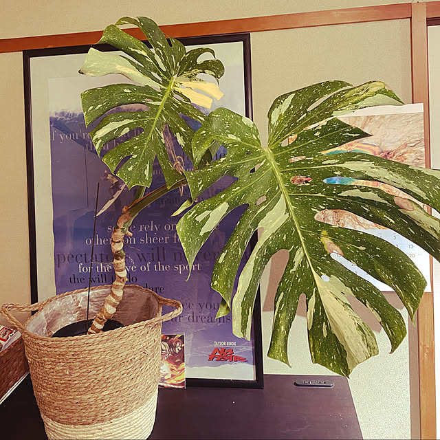 Aceさんの実例写真