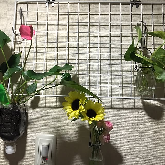 玄関/入り口/100均/観葉植物のインテリア実例 - 2016-07-18 11:05:24