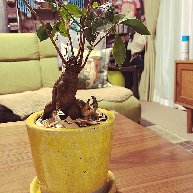 リビング/ジブリが好きです/グッディの鉢/植え替え完了 ！/植え替え...などのインテリア実例 - 2025-02-14 22:25:44