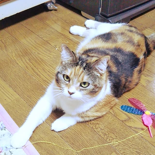 yukieさんの実例写真