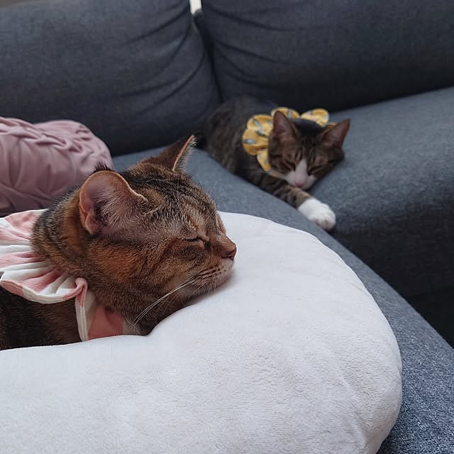 mochicoさんの部屋