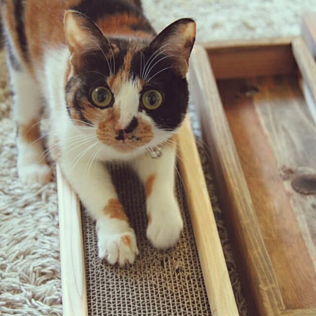 kurumiさんの実例写真