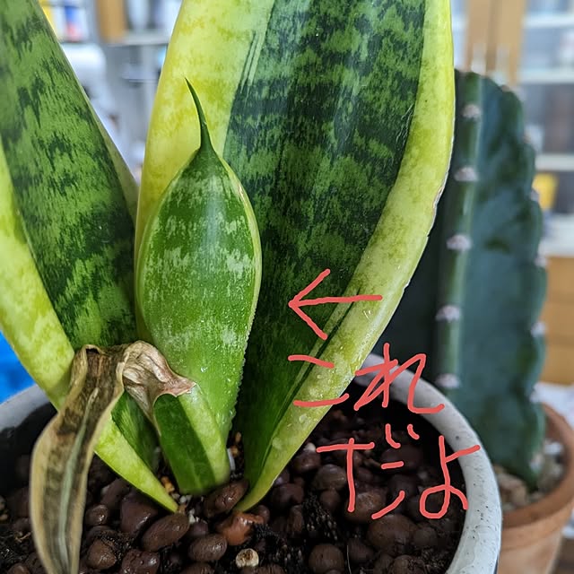 dadaさんの部屋