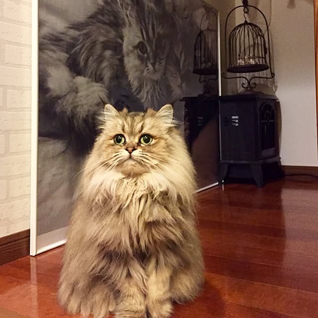 butachanさんの実例写真