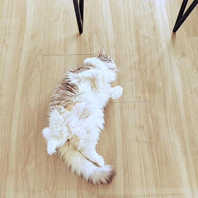 ponさんの実例写真