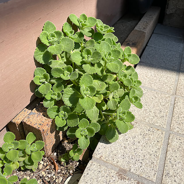 ronronさんの部屋