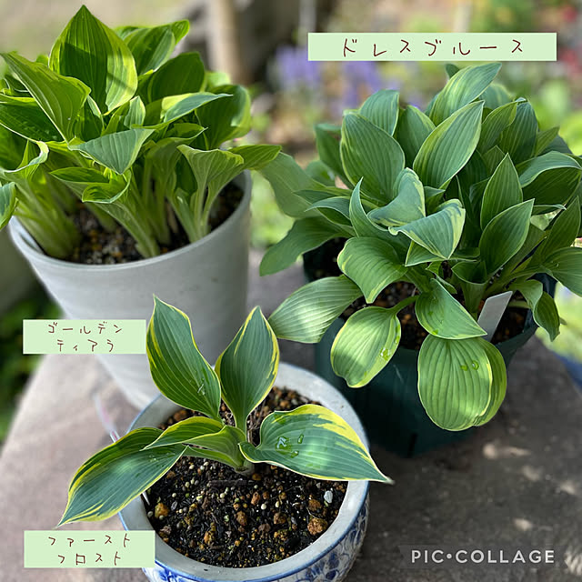 buchiさんの部屋