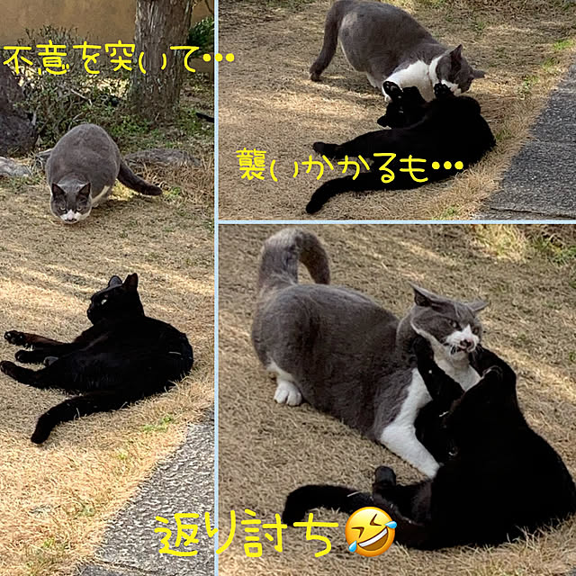 Azukiさんの実例写真