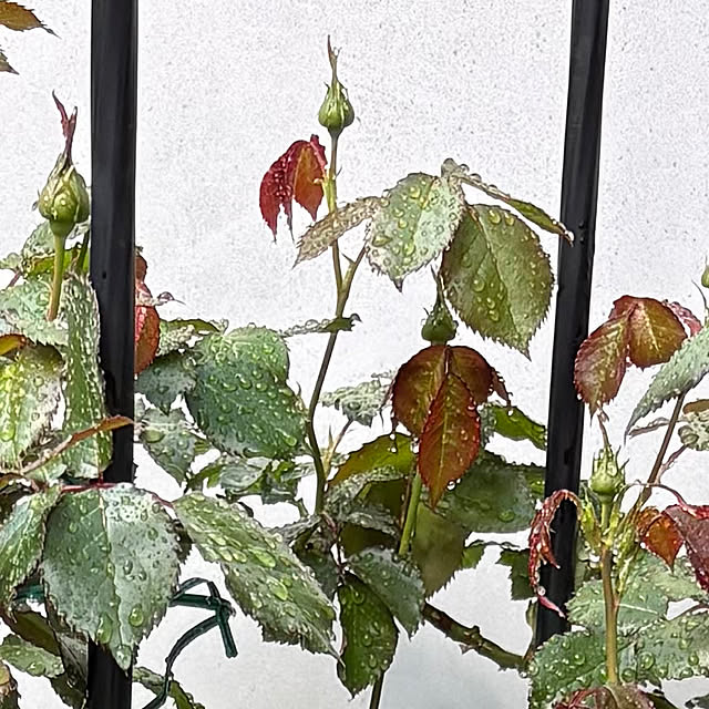 nannoさんの部屋